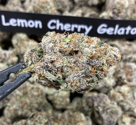 It was created by crossing Sunset Sherbet with Girl Scout Cookies and one more <b>strain</b> that is unknown. . Lemon cherry bacio strain